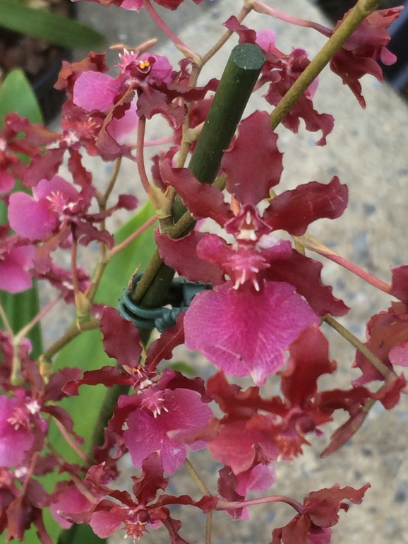 Ее величество Орхидея