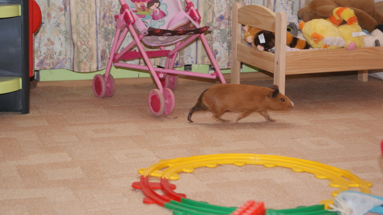 мои любимки)