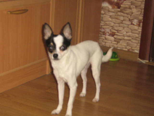 Отдам в добрые руки