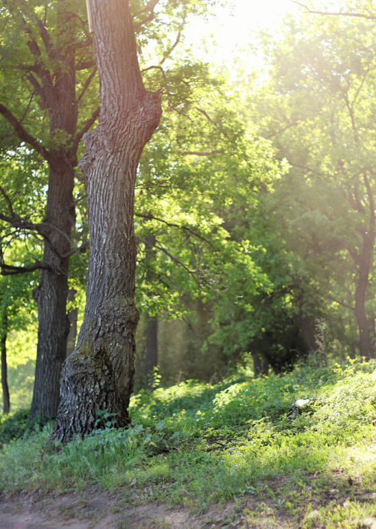 Дачный фото-спам