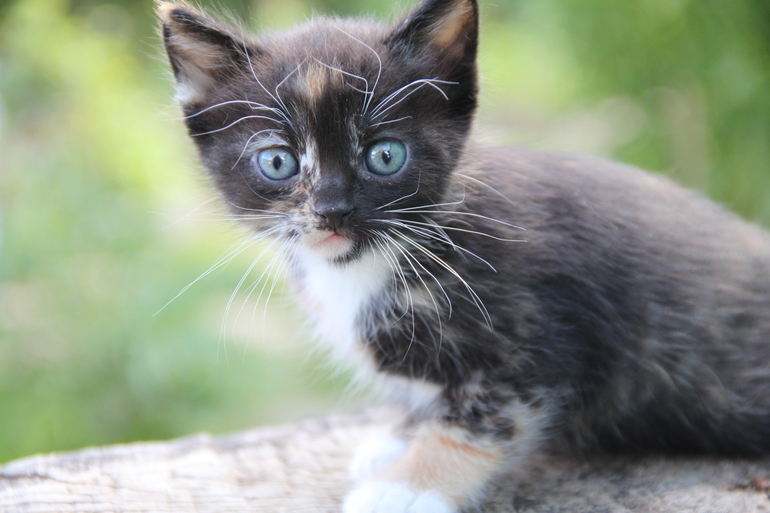 Котята от кошки-мышеловки - в добрые руки