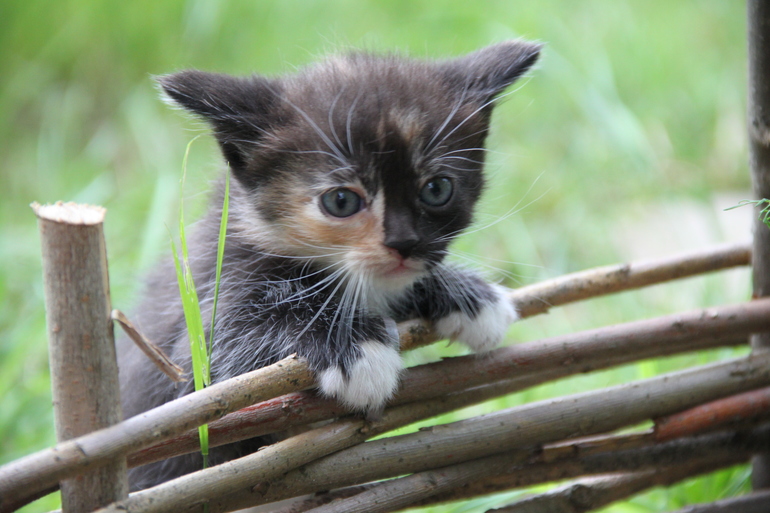 Котята от кошки-мышеловки - в добрые руки