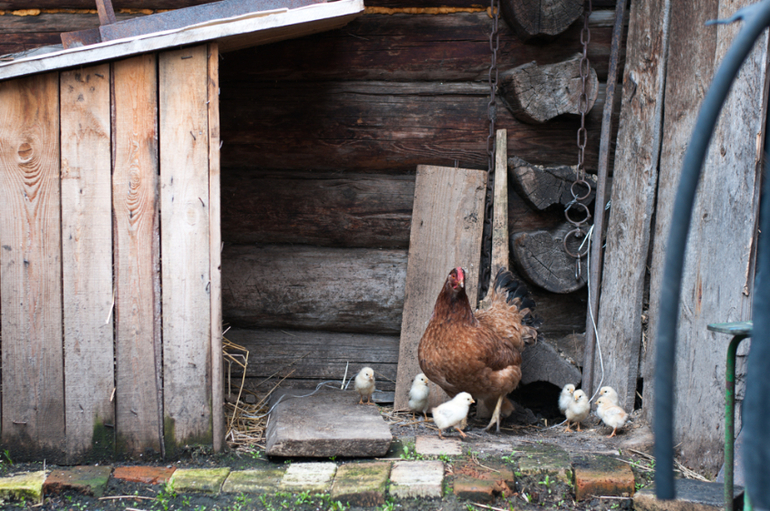 в деревне (фото)