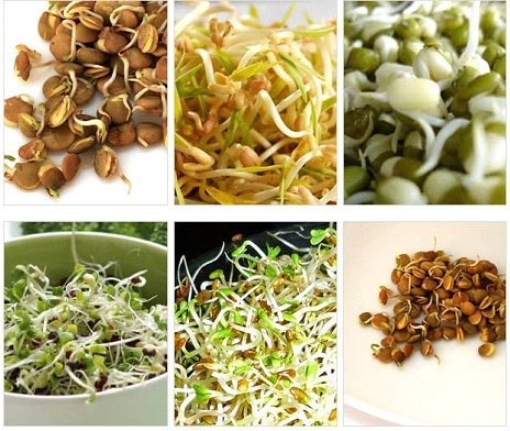 Проростки – древнейшая целебная еда.