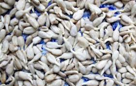 Проростки – древнейшая целебная еда.