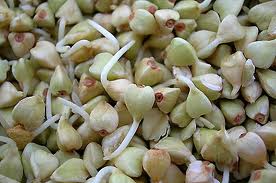 Проростки – древнейшая целебная еда.