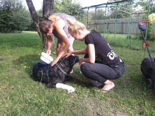 История одной собаки