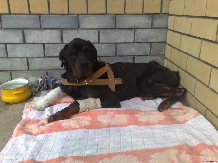 История одной собаки