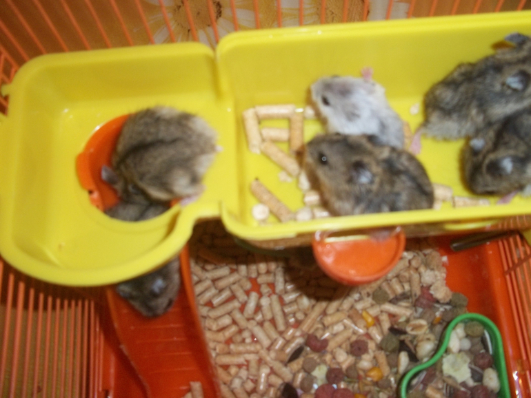 Мои мышки -шумелки....