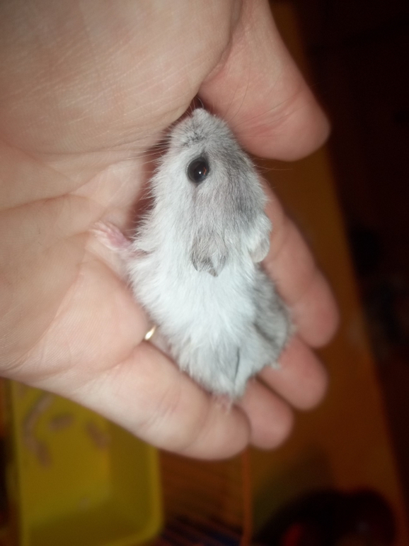 Мои мышки -шумелки....