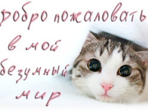 Добро пожаловать