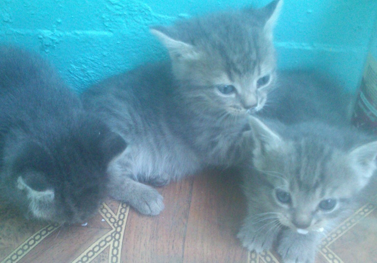 сюрприз так сюрприз