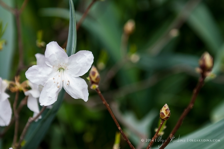 Фотосессии в цветущих садах и парках г. Москвы