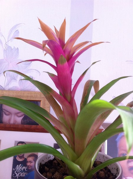 Что с моим пупсом?(((