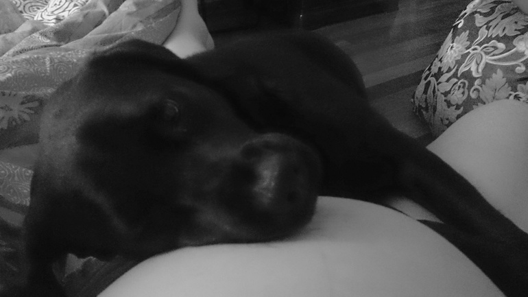 лучше собак людей нет