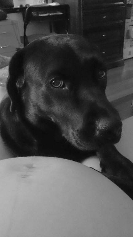 лучше собак людей нет