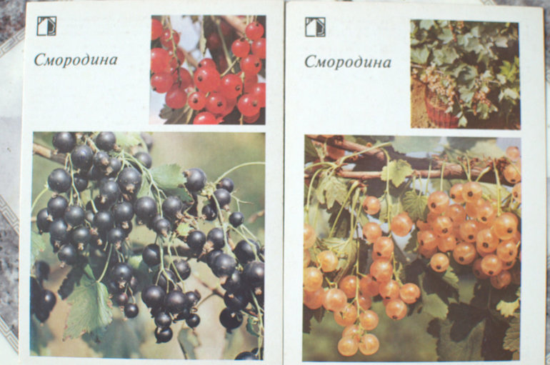 ТН "Ягоды". Смородина