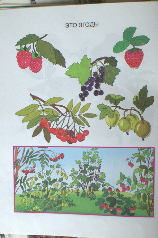 ТН "Ягоды". Смородина