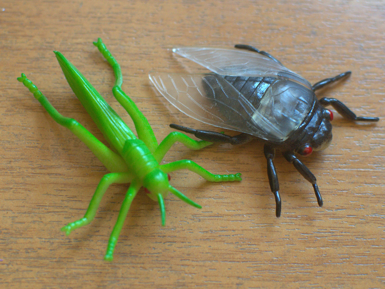 ТН Насекомые. День 1 (муха, жуки, кузнечик)