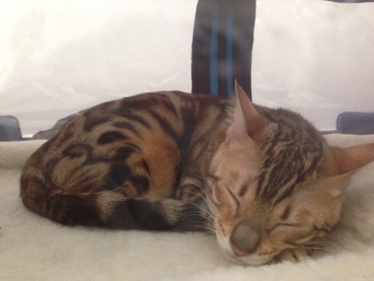 Мурмурмур:)