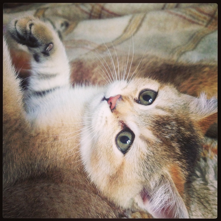 Подберем кличку котику??? Жду варианты))