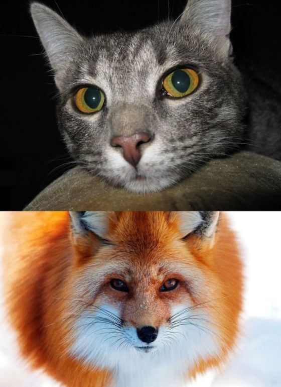 Психологический тест Роршаха.