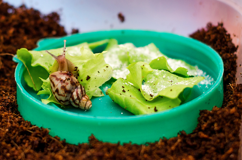 Знакомьтесь, Альба!