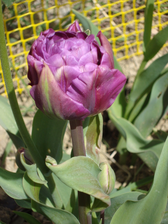 Тюльпанчики. ч.2