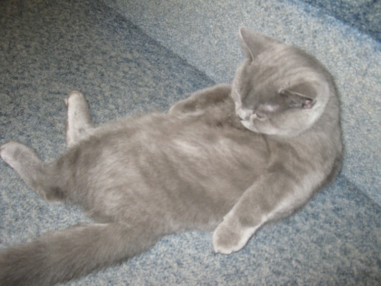 Это наш папа и мама