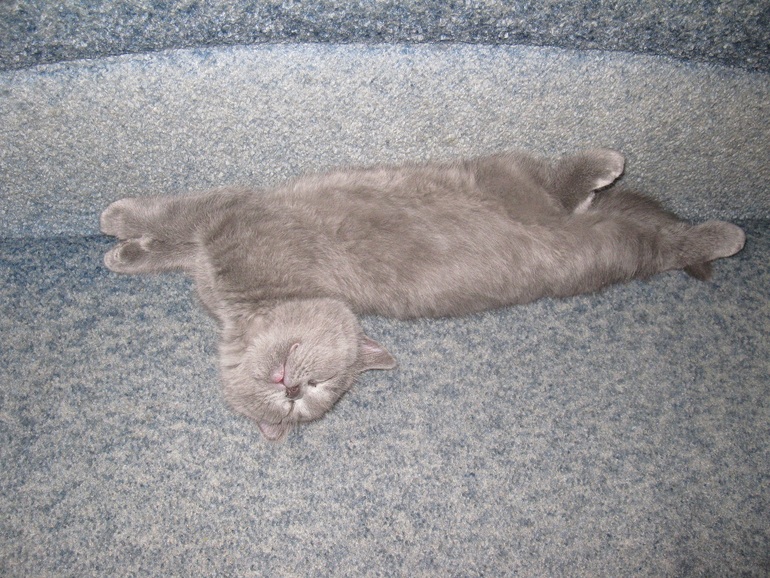 Красная шапочка и красная