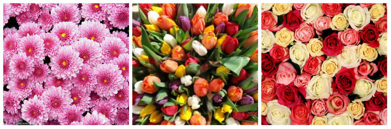 Свежие и горшечные цветы по оптовым ценам.