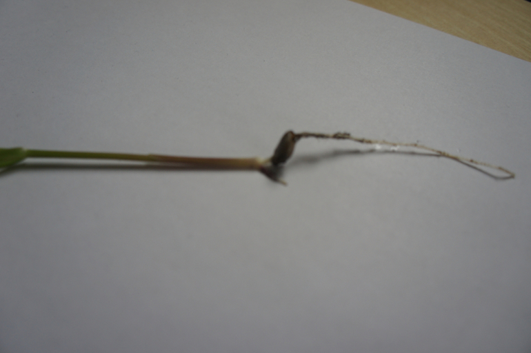 Что это выросло 2.