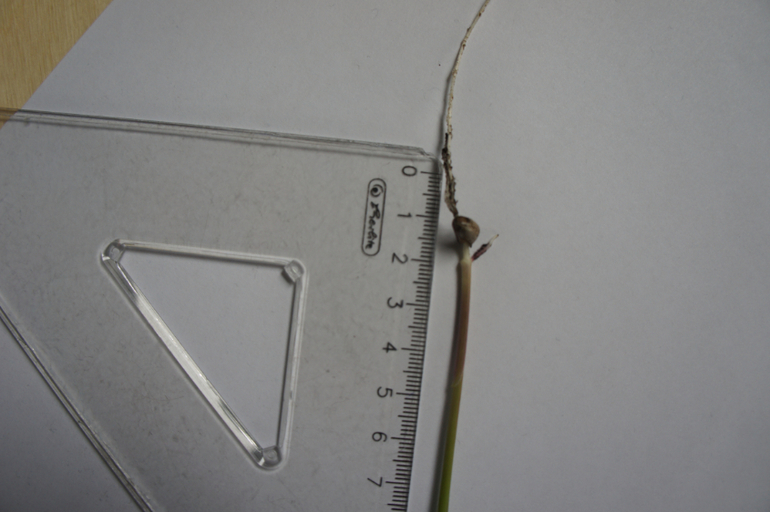 Что это выросло 2.