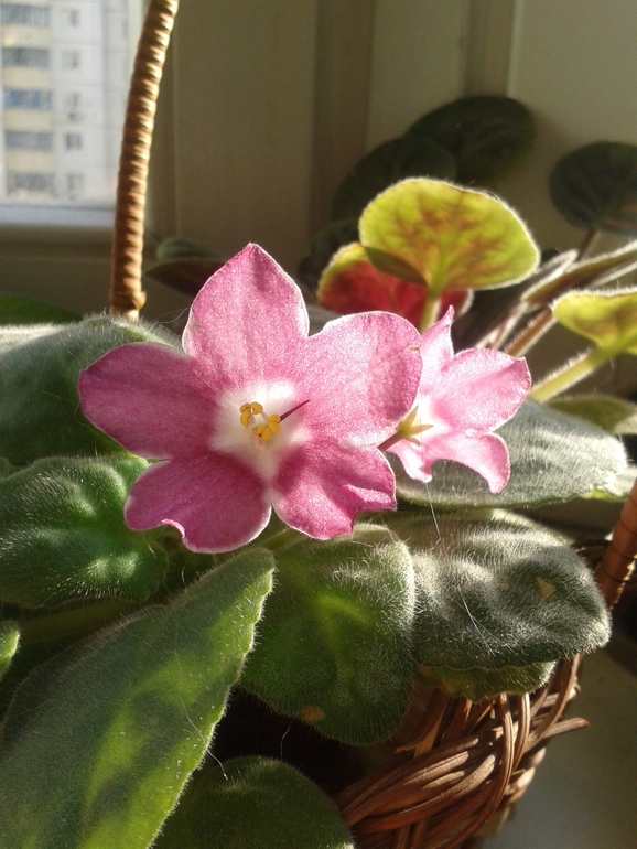 Всё радуется жизни