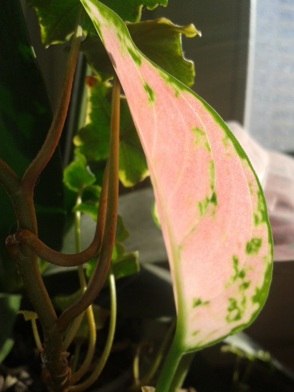 Всё радуется жизни