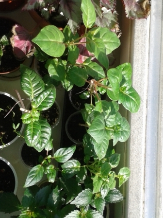 Всё радуется жизни