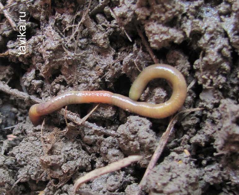 Тематическое занятие на природе: