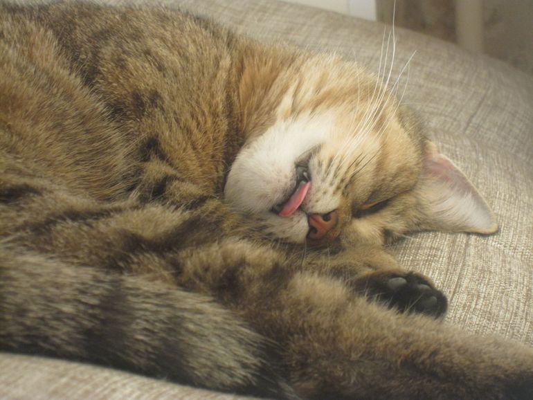 Про мою дочу, ой кису!