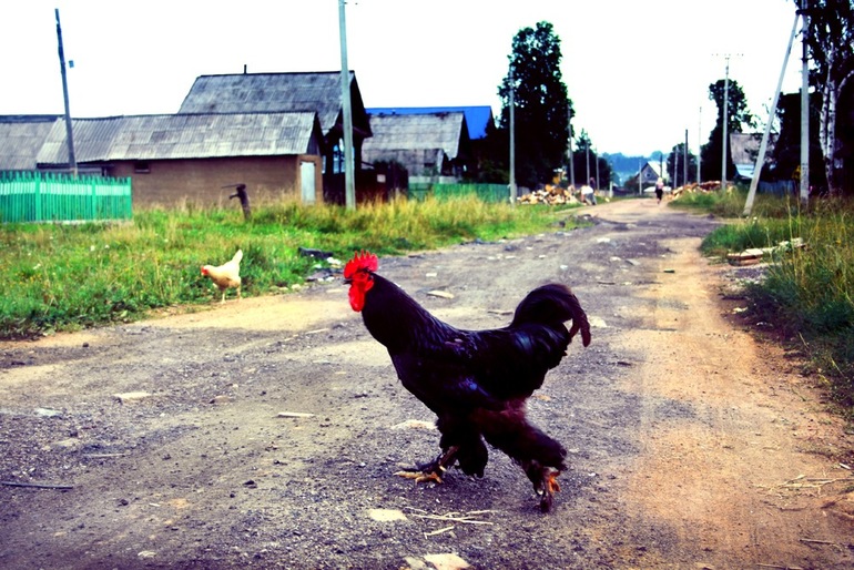 Долой из города!!! Хочу жить в деревне!!))))