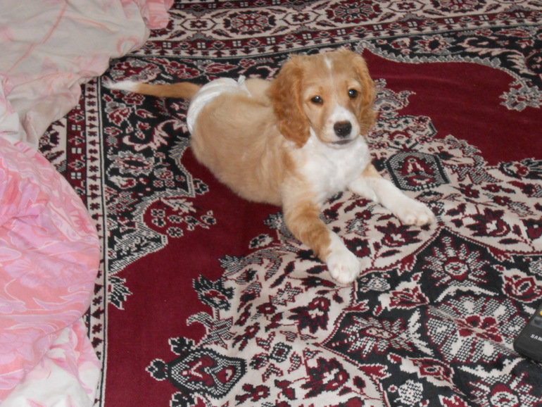 Наше зверье)