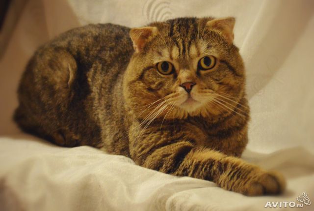 Наше зверье)