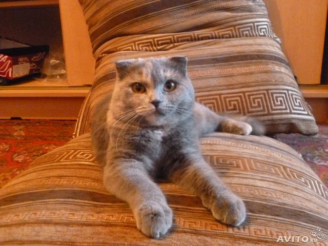 Наше зверье)