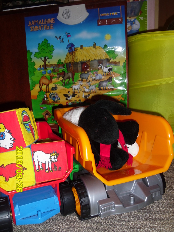 Тема дня: Вівця, баран, ягня (Овечки)