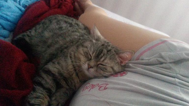 мои кошечки)))