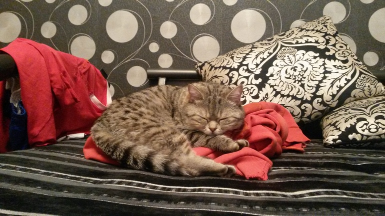 мои кошечки)))