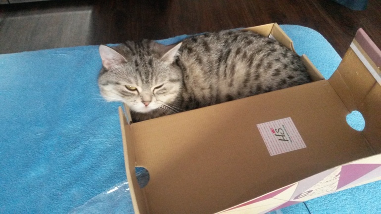 мои кошечки)))