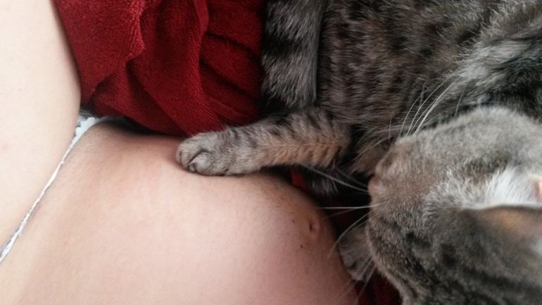 мои кошечки)))