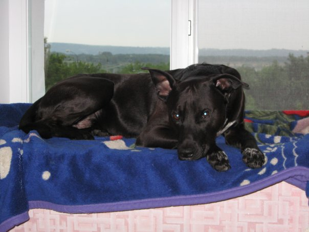 Собака - друг человечка