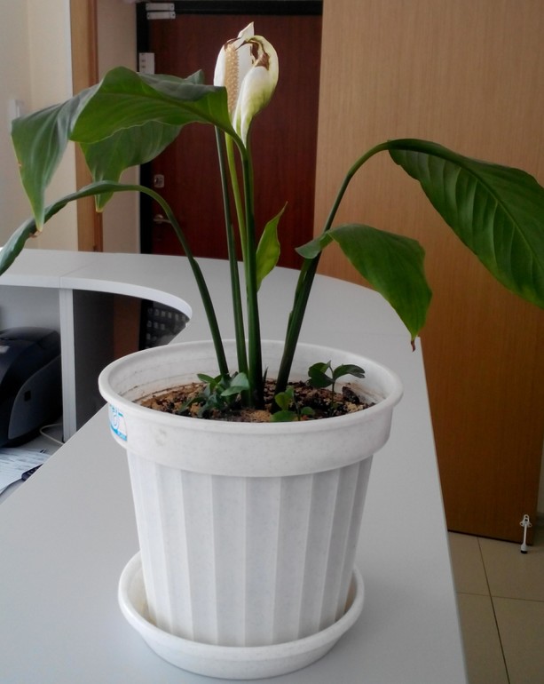 Посоветуйте новичку))