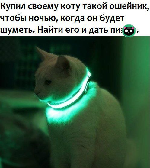 ахах прикольна картинка,так же наш кот шумит,по ночам